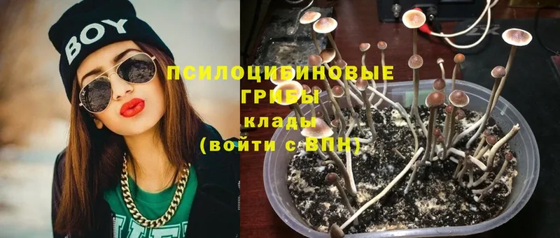 Псилоцибиновые грибы Magic Shrooms  площадка телеграм  Андреаполь 